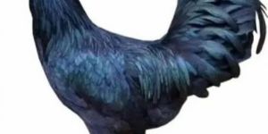 Live Kadaknath Chicken