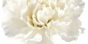White Carnation Flower