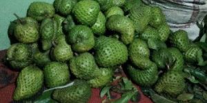 Soursop Fruit