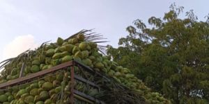 Tender Green Coconut
