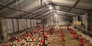 Poultry Farming