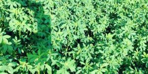 Dried Alfalfa Leaves