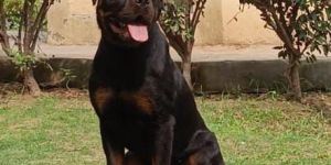Pet Transportation Services