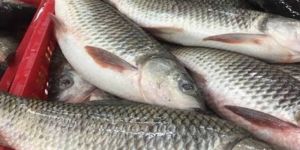 Rohu Fish