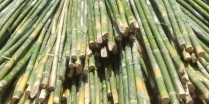 Bamboo Pole