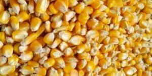 Maize