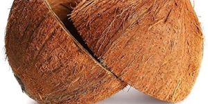 Coconut Shell