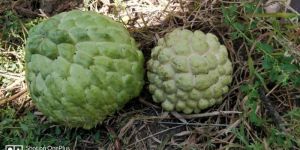 Custard Apple