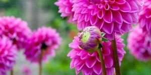 Dahlia Plant