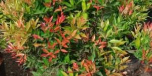 Syzygium Plants