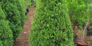 Topiary Plants