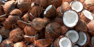 Coconut
