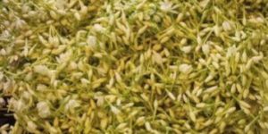 Mullai Flowers