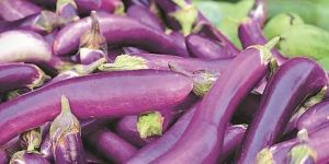 Organic Brinjal