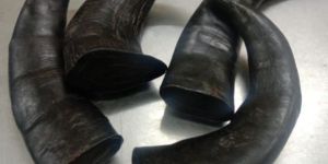Buffalo Horn