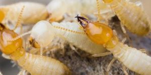 White Ant Control Services