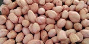 Peanut