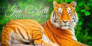 Luxury Wildlife Tours