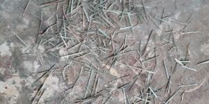 Licorice Root