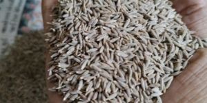 Cumin Seed