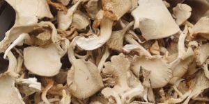 Dry Oyster Mushroom