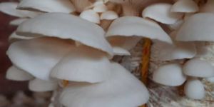 Fresh Oyster Mushroom