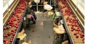 Fruit Processing Plant