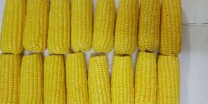 Frozen Corn Cob