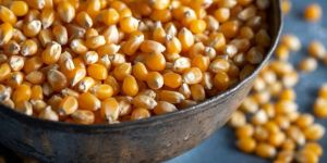Corn Seeds