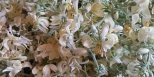 Moringa Flower