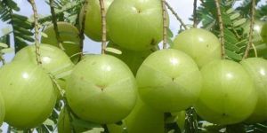Amla