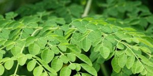 Moringa Leaves