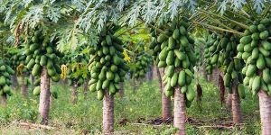 Papaya
