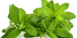 Stevia