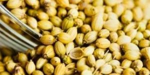 Coriander Seeds