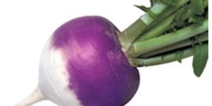 Fresh Purple Turnip