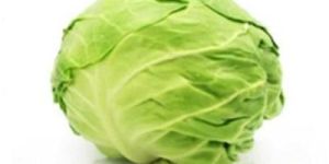 Fresh Round Cabbage