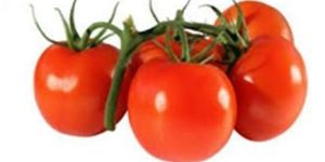 Fresh Tomato