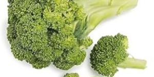 Fresh Broccoli