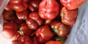 Red Capsicum