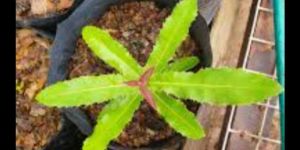 Macadamia Plants