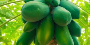 Papaya