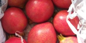 Pomegranate