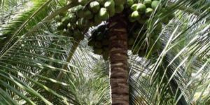 Hybrid Green Draft Coconut