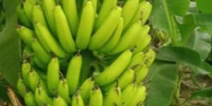 Fresh Green Banana