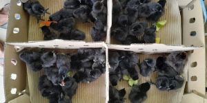 Kadaknath Day Old Chicks
