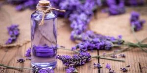Lavender Oil