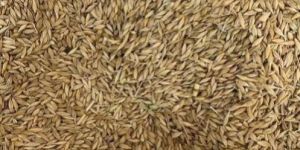 Brown Barley Seeds