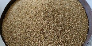Brown Top Millet Seeds