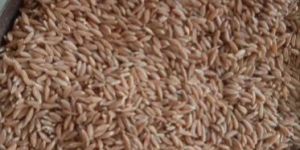Emmer Wheat Grains